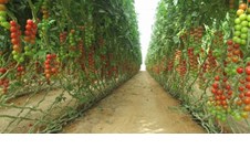 Kế hoạch tổ chức giới thiệu chương trình “Hợp tác đào tạo và thực hành nông nghiệp tại Israel niên khóa 2016-2017” 